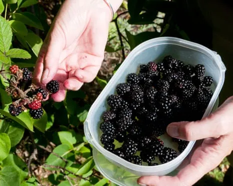 In Search Of: Tasty Bakes to Utilize a Glut of House-Made Jam