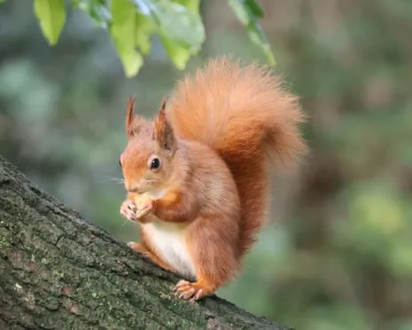 Native Red Squirrels Prospering on Isle of Wight with Potential to Almost Increase Twofold, Findings Shows