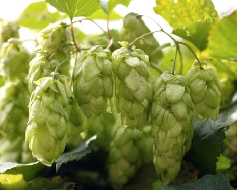 Build Your Own Beer Garden: Growing Hops Proves to Be Simple and Satisfying