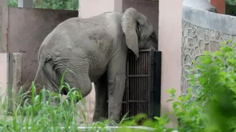 Lonely Existence and Death of Delhi’s Lone Elephant from Africa