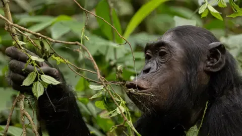 Apes Drinking the Equivalent of a Beer Per Day from Ripe Fruit, Investigation Reveals