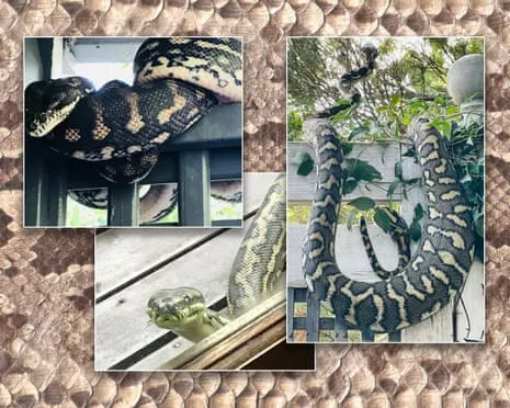 Accepting my Snakes in the Roof: A Transformation from Fear to Respect