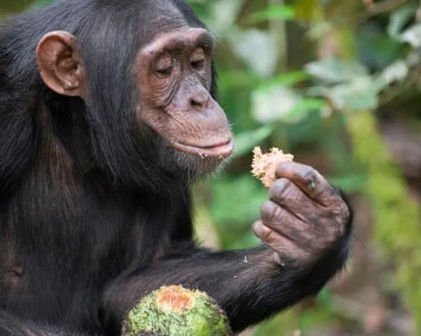 Chimpanzees Consume Everyday Ethanol Comparable to a Lager from Fermented Figs