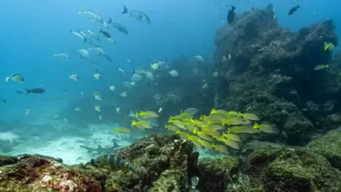 Landmark Marine Treaty Crosses Vital Threshold to Take Effect