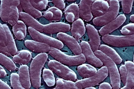 Louisiana Records Five Deaths from Necrotizing Bacterium in Coastal Waters