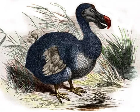 Experts Assert They’ve Made a ‘Major Breakthrough’ in Bringing Back the Dodo for the First Time in 300 Years